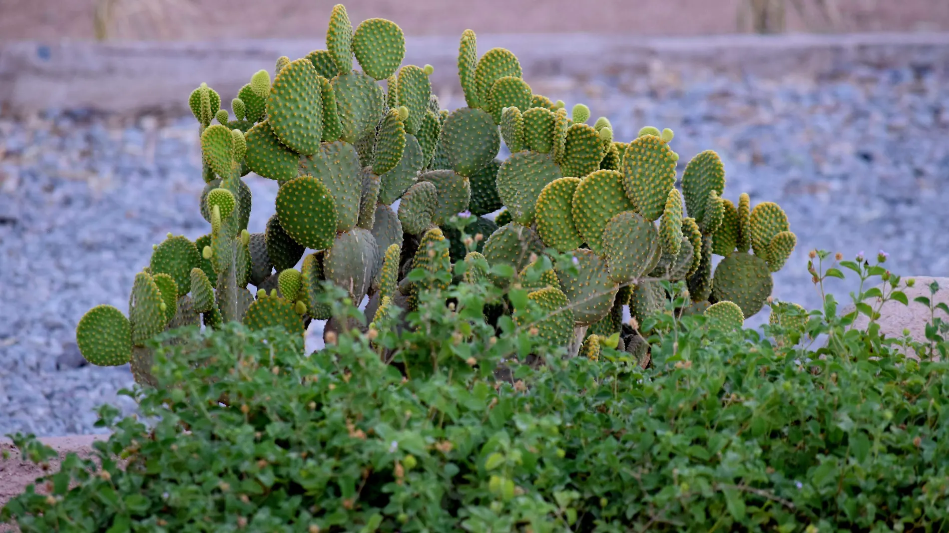 (Nopal). Los Colores del Desierto-Carlos Villalba (2)